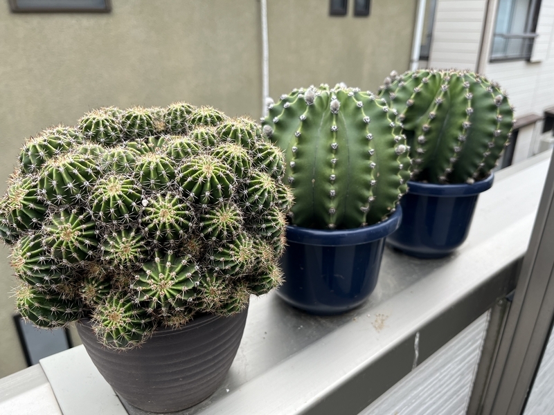 短毛丸の成長の差 - DJ Nao's random notes