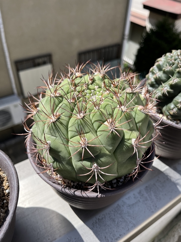 蕾がでてきたサボテン新天地 - DJ Nao's random notes