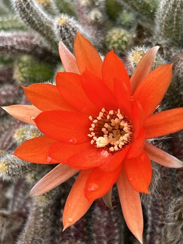 多肉植物 花サボテン 白檀ペルラ ディ ヴェローナ - メルカリ