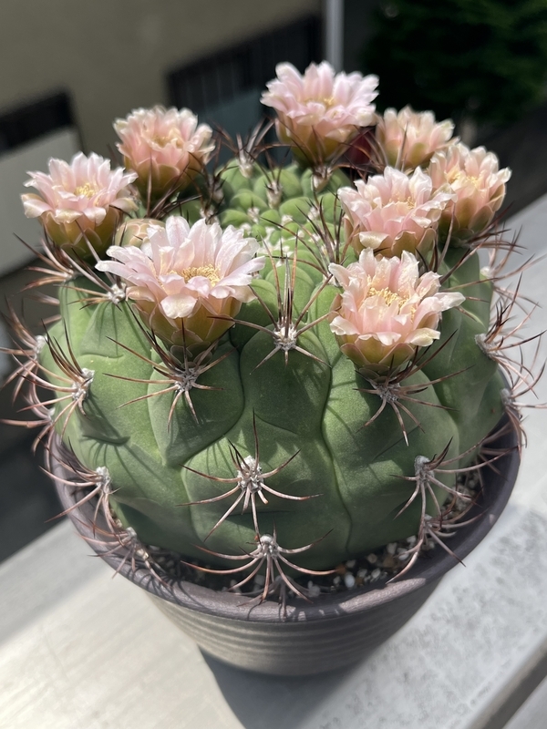 花サボテン サボテン新天地 はじめての開花 - DJ Nao's random notes
