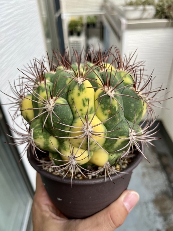 サボテン 新天地錦 3，5号プラ鉢 多肉植物 観葉植物 仙人掌 カクタス