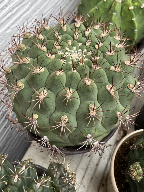 中型サボテン 緑色と黄色のトゲ 中型サボテン 緑色と黄色のトゲ 中型サボテン 緑色と黄色のトゲ 中型