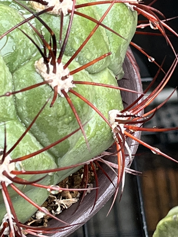 サボテン新天地の艶やかな色のトゲ - DJ Nao's random notes