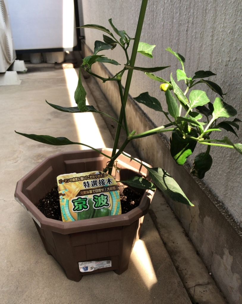 f:id:djangoro:20180716205048j:plain f:id:djangoro:20180716205048j:plain