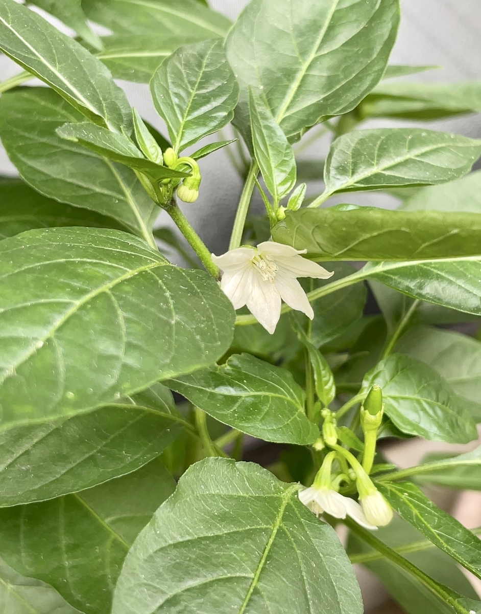 唐辛子の花が咲き始めた スナックですとろい