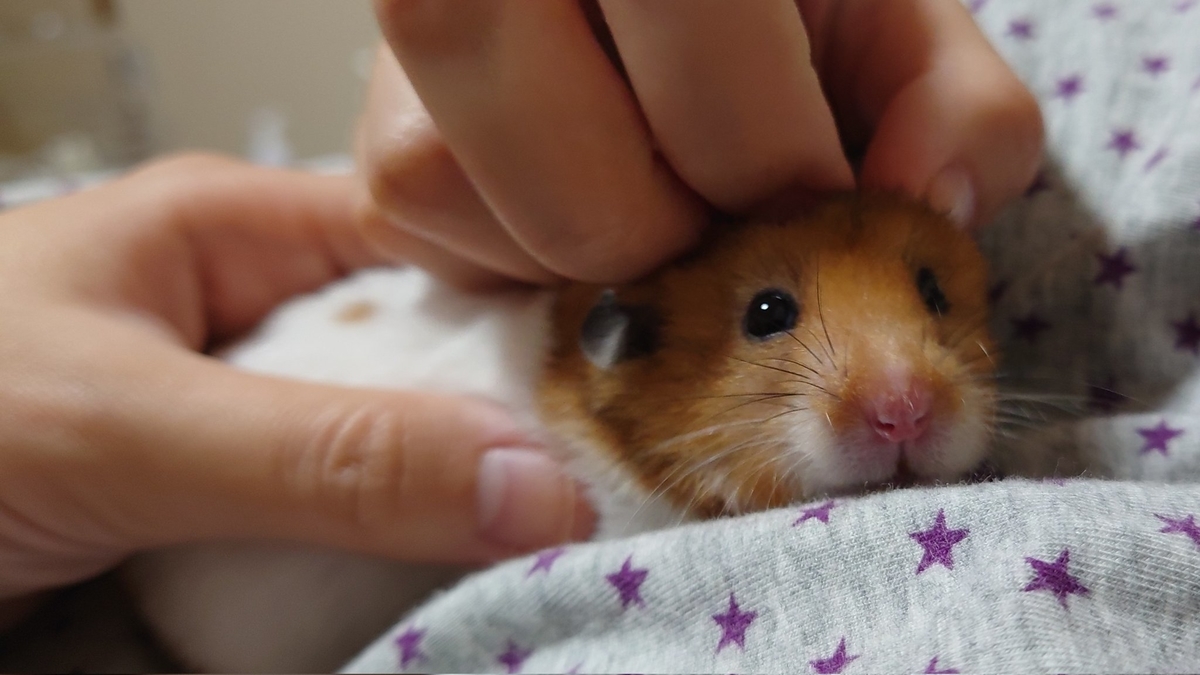 f:id:djksyx3:20211205210617j:plain