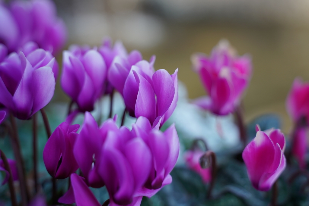 f:id:djrkmrym:20190118011330j:plain
