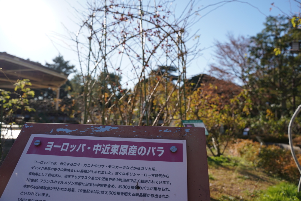 f:id:djrkmrym:20190118012035j:plain
