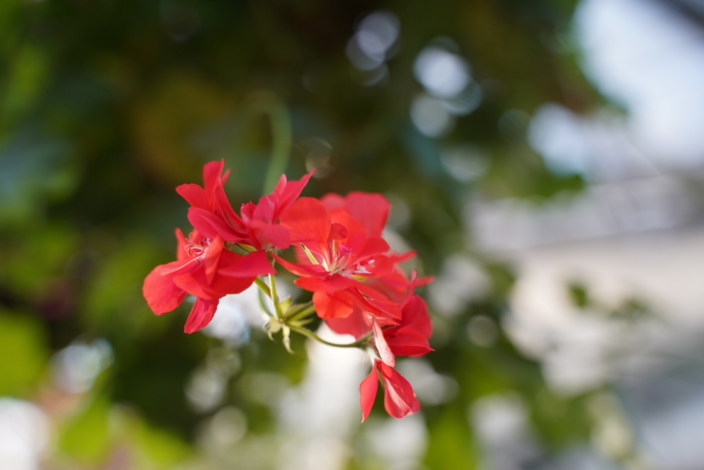 f:id:djrkmrym:20190130232320j:plain