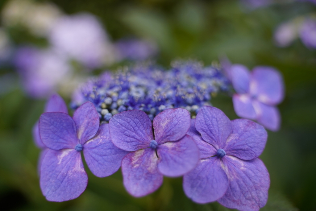 f:id:djrkmrym:20190227171152j:plain