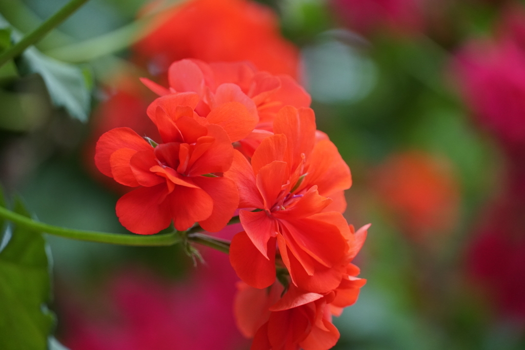f:id:djrkmrym:20190305001627j:plain