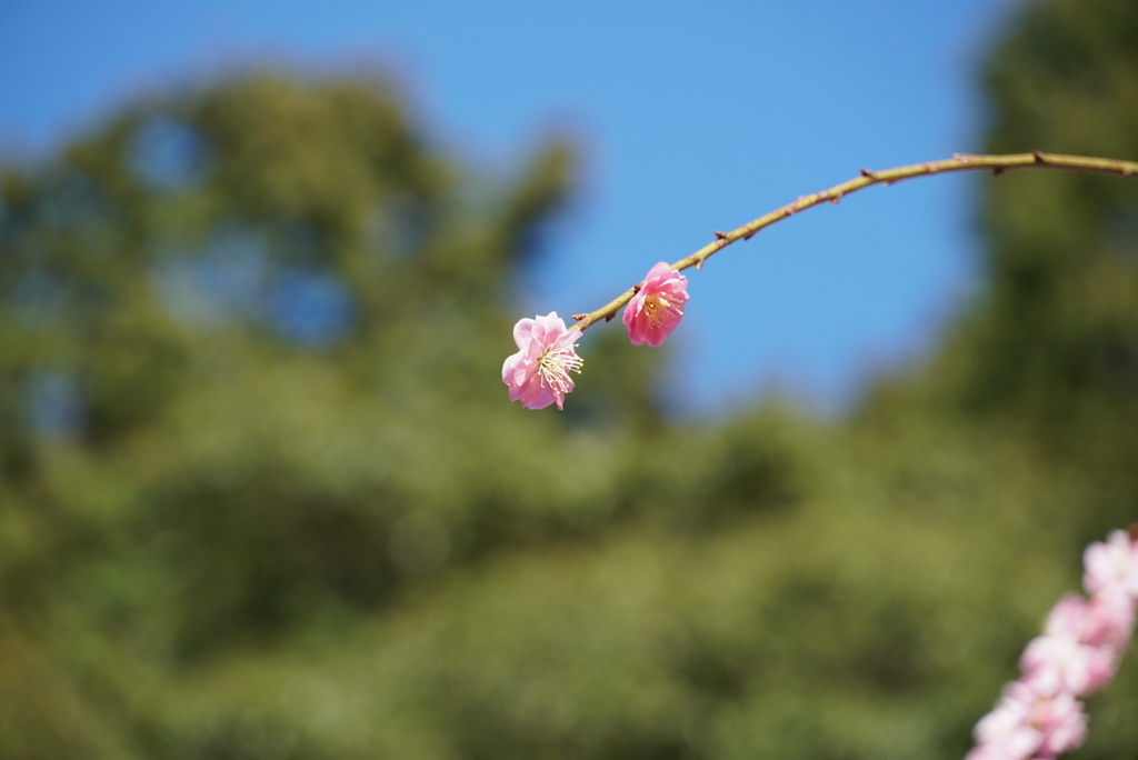 f:id:djrkmrym:20190305002604j:plain