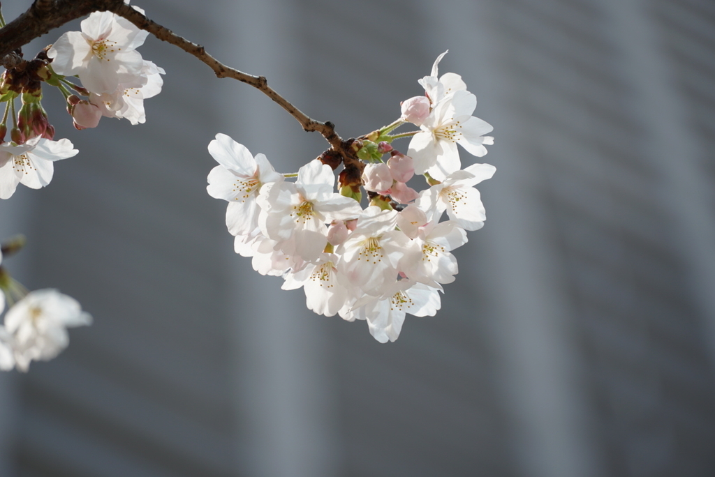 f:id:djrkmrym:20190305002627j:plain