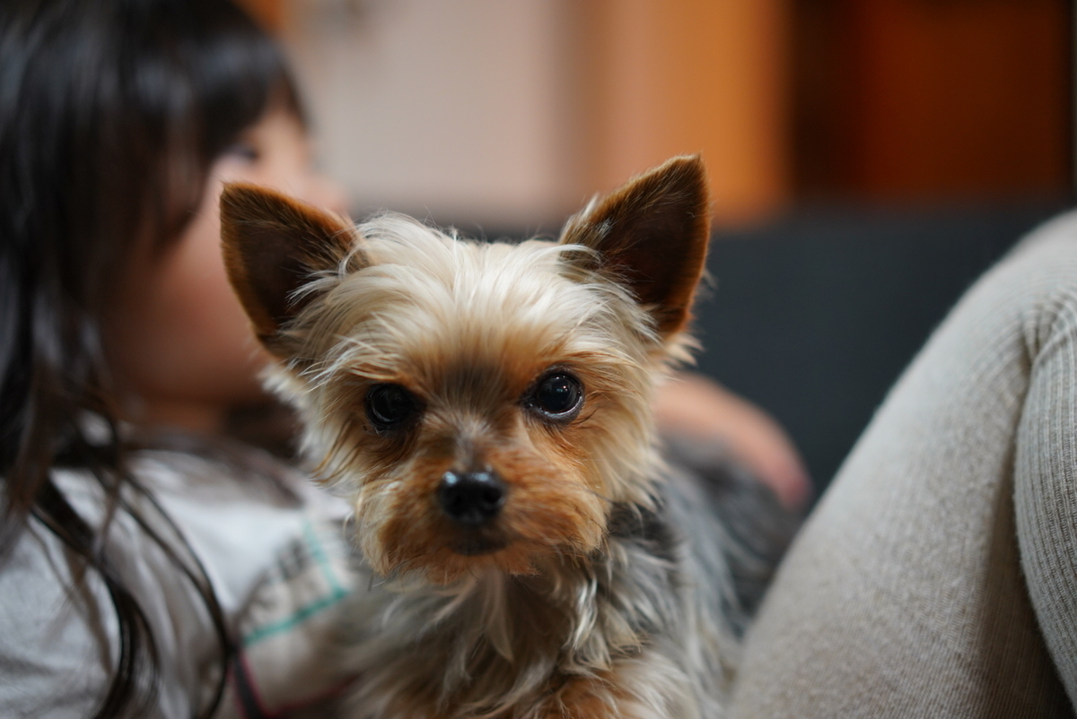 f:id:djrkmrym:20190515155405j:plain
