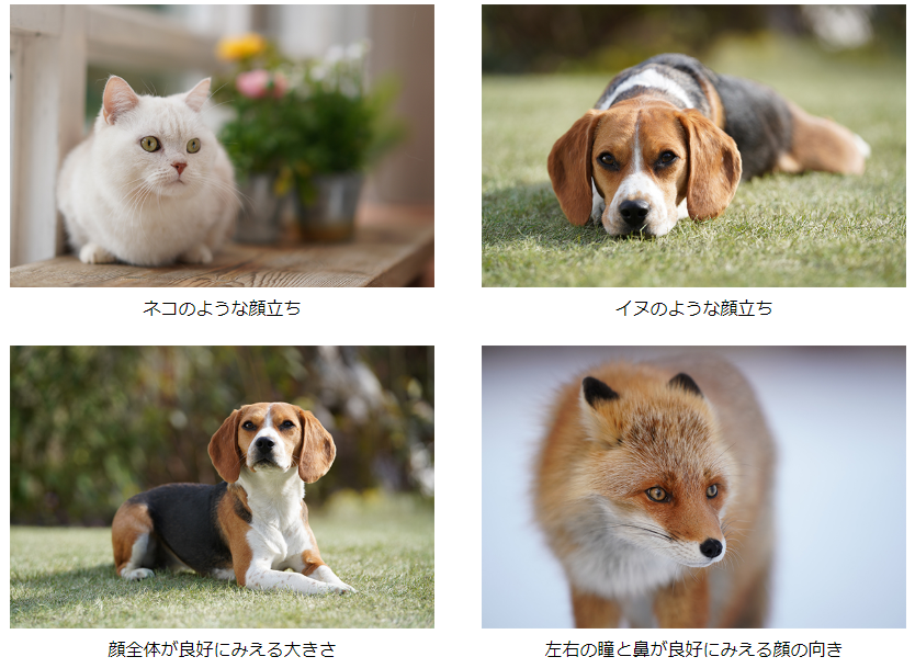 f:id:djrkmrym:20190515221725p:plain