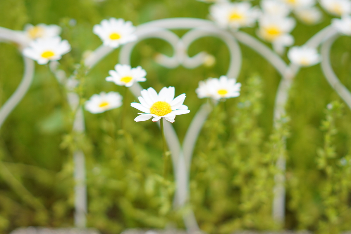 f:id:djrkmrym:20190524150400j:plain