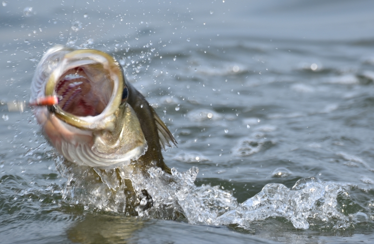 これぞシーバス釣りの醍醐味 エラ洗いとジャンプがカッコよすぎる じーあーるえす184 これぞシーバス釣りの醍醐味 エラ洗いとジャンプがカッコよすぎる じーあーるえす184