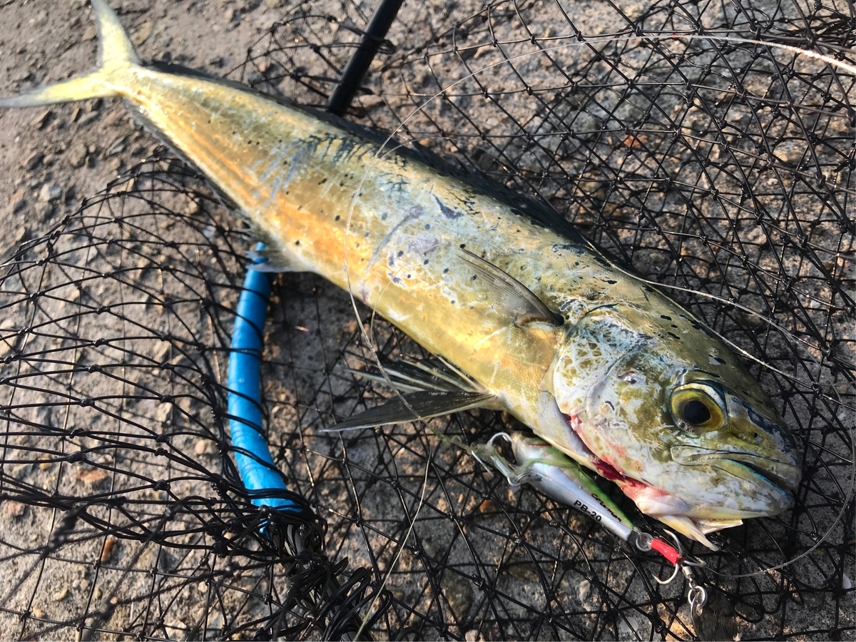 明石海峡で真鯛狙い Pb でペンペンシイラちゃんゲット じーあーるえす184 明石海峡で真鯛狙い Pb でペンペンシイラちゃんゲット じーあーるえす184