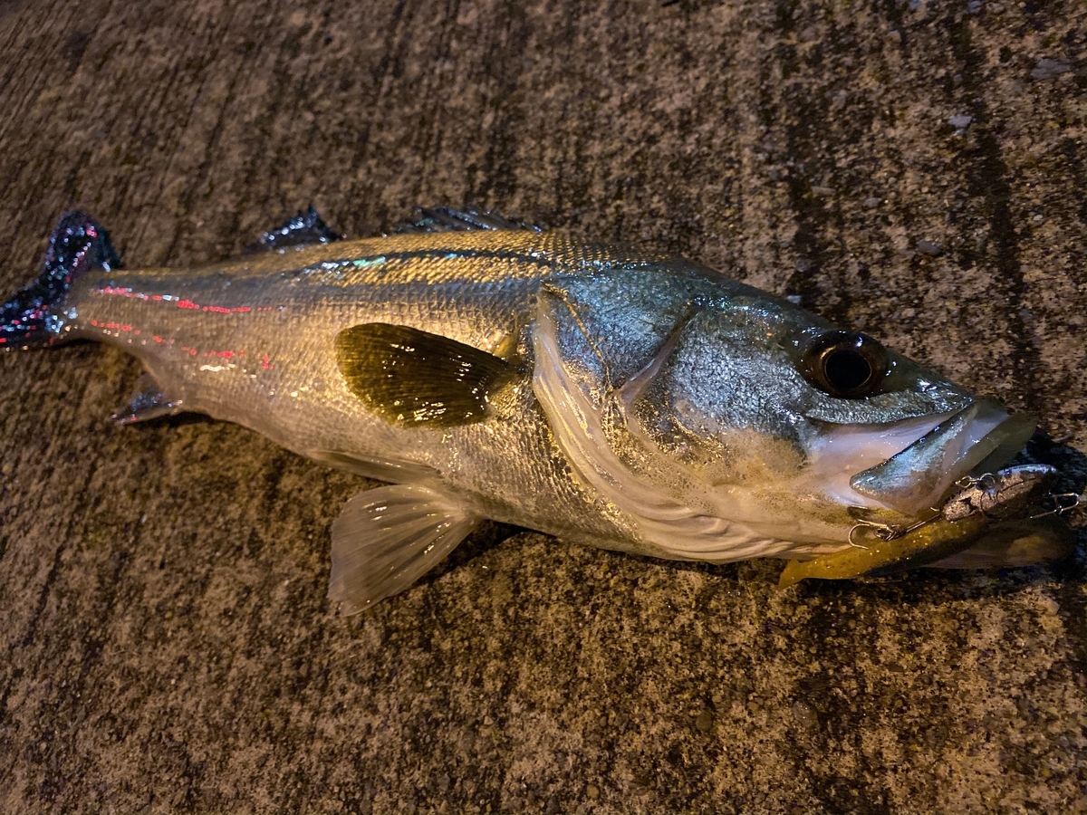 f:id:djrkmrym:20191003225810j:plain f:id:djrkmrym:20191003225810j:plain