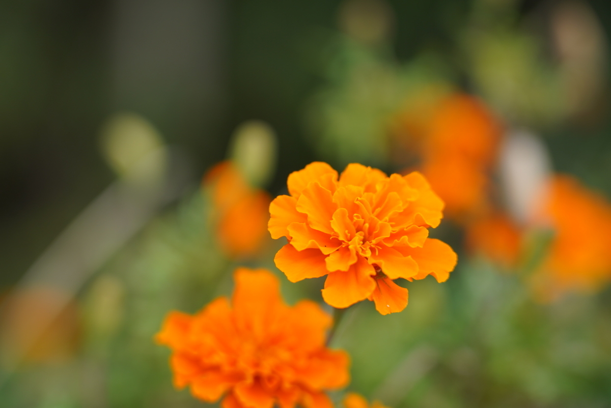 f:id:djrkmrym:20201014072232j:plain