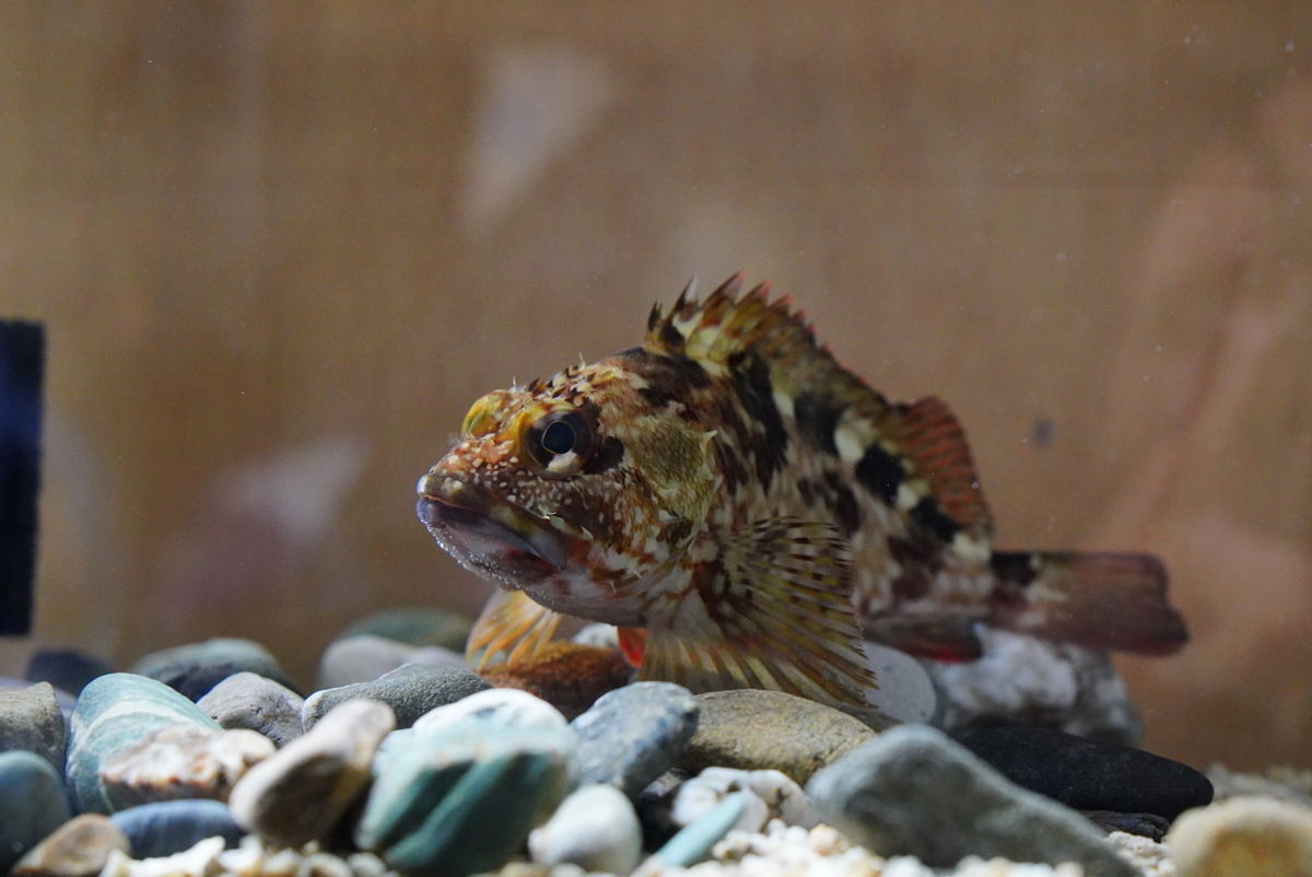 釣ったカサゴ(ガシラ)を飼育してみた 初めての海水魚飼育スタート - じーあーるえす184