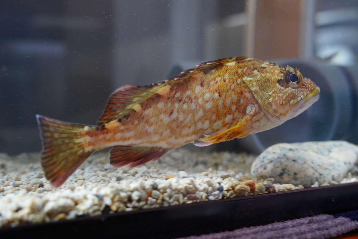 釣ったカサゴ(ガシラ)を飼育してみた 初めての海水魚飼育スタート - じ 