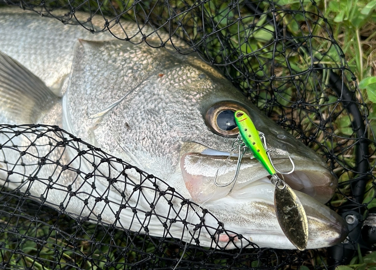 コアマン×パズデザイン スーパーライトベスト カラー:ガンメタ