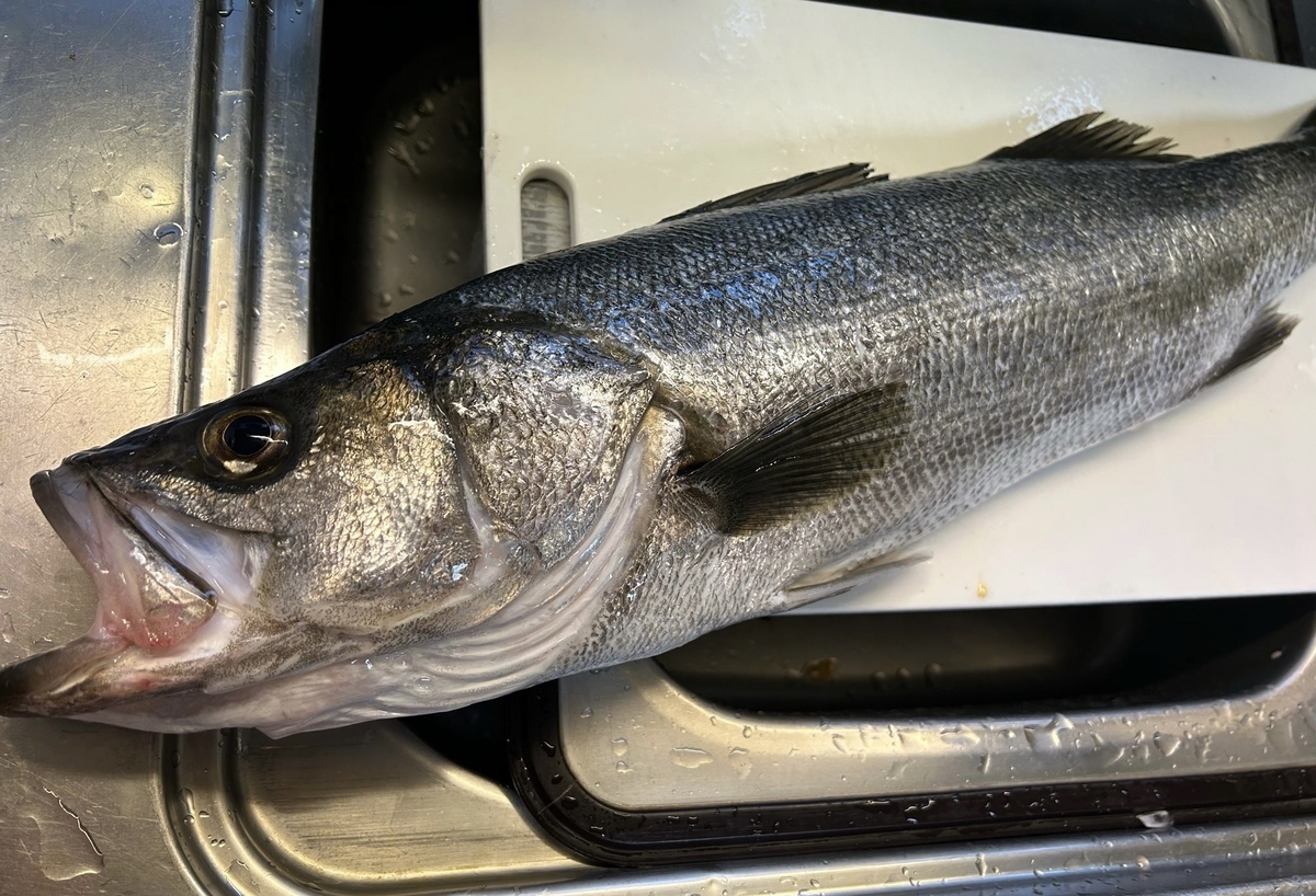 久々のカッコイイマルスズキ【釣行記 2025.3.29】 - じーあーるえす184