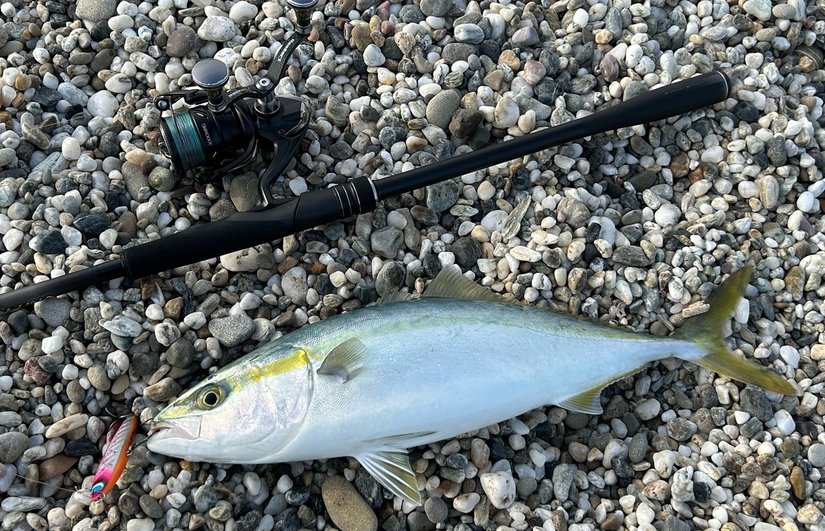 向かい風のサーフで青物【釣行記 2025.4.27】 - じーあーるえす184