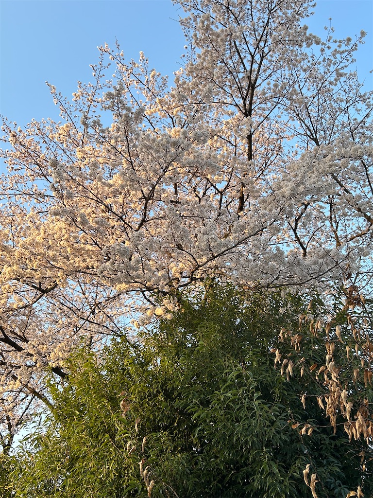 f:id:djszr:20260311094035j:image