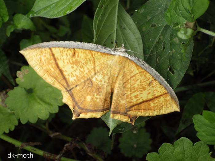 f:id:dk_hanaya:20160627074227j:plain