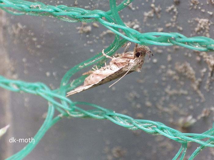 f:id:dk_hanaya:20170313095616j:plain