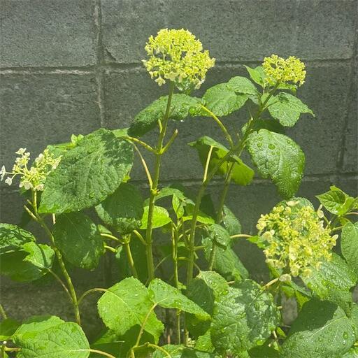 f:id:dkanap:20250731115932j:image