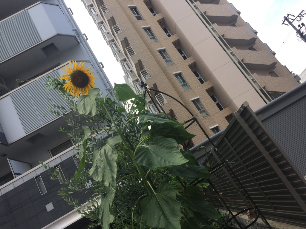 f:id:dkuroda1002:20170723130321j:plain f:id:dkuroda1002:20170723130321j:plain