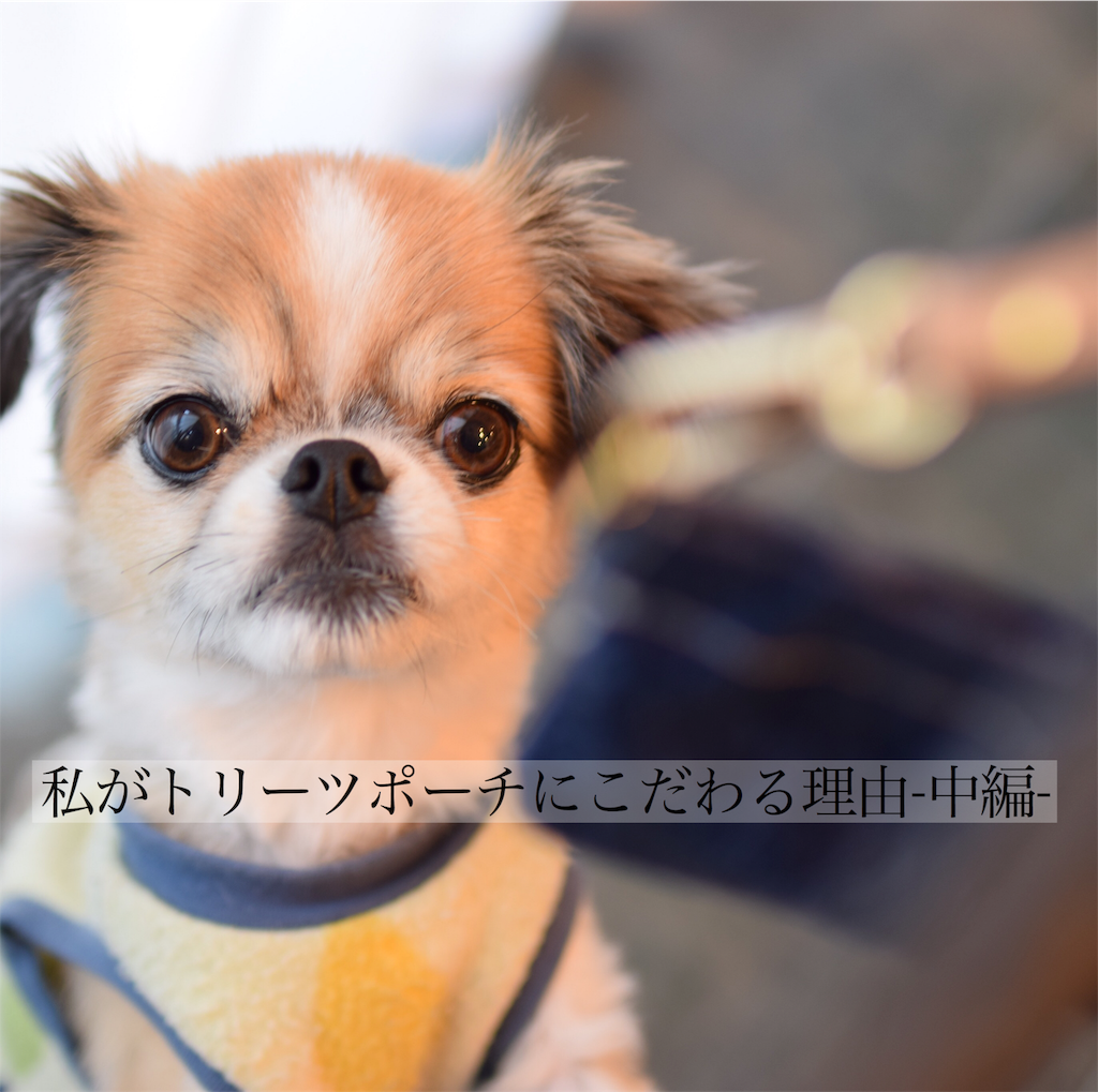 私がトリーツポーチにこだわる理由 中編 Dlic 犬との暮らし向上委員会