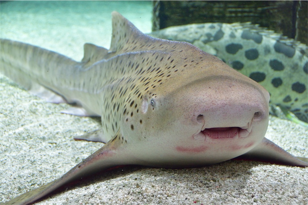 ニフレル 万博公園に行ってきた 大阪カオスな夜 ニフレル 万博公園に行ってきた 大阪カオスな夜