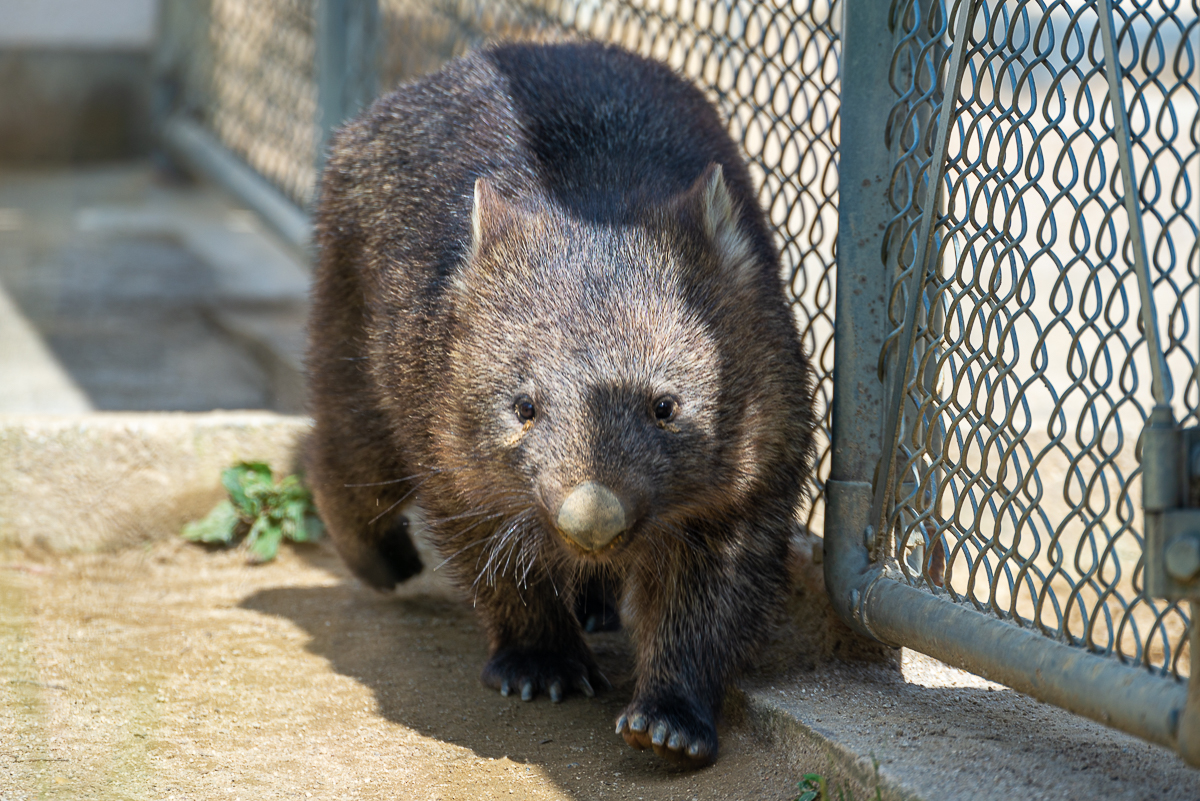 超レア動物「ウォンバット」が見られる五月山動物園のある大阪府池田市の観光PRは何気にぶっ飛んでいる＠ウォンバット動画あり 大阪カオスな夜