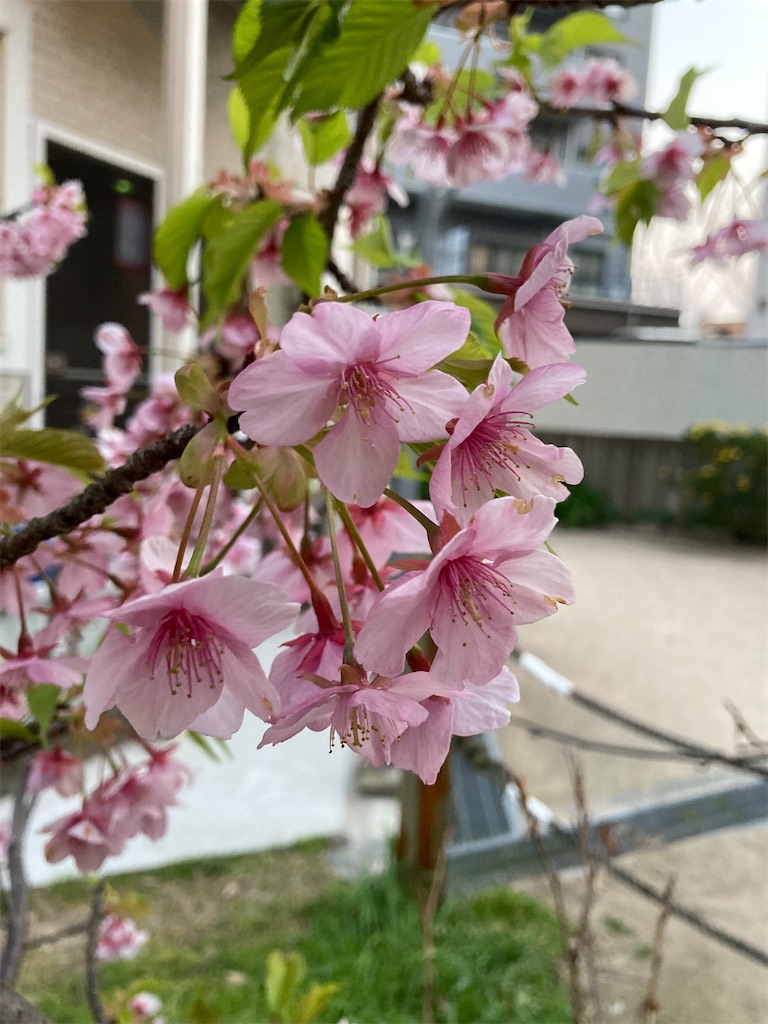 f:id:dmattari:20220319151809j:image