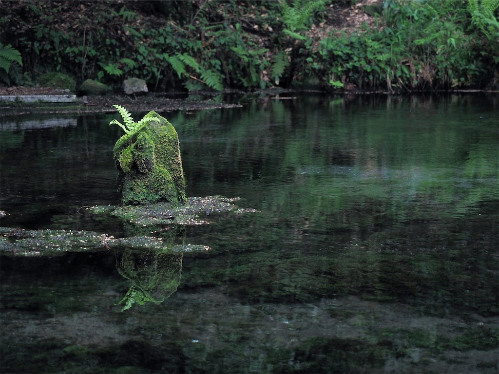 f:id:dmb_bitterling:20210422223429j:image
