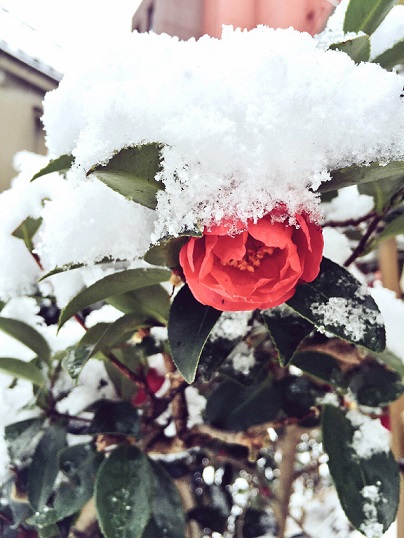 椿 これは雪景色の中の椿の写真です