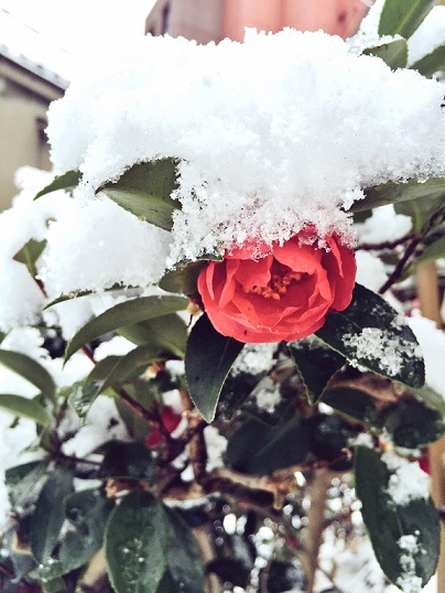 これは雪景色の中の椿の写真です