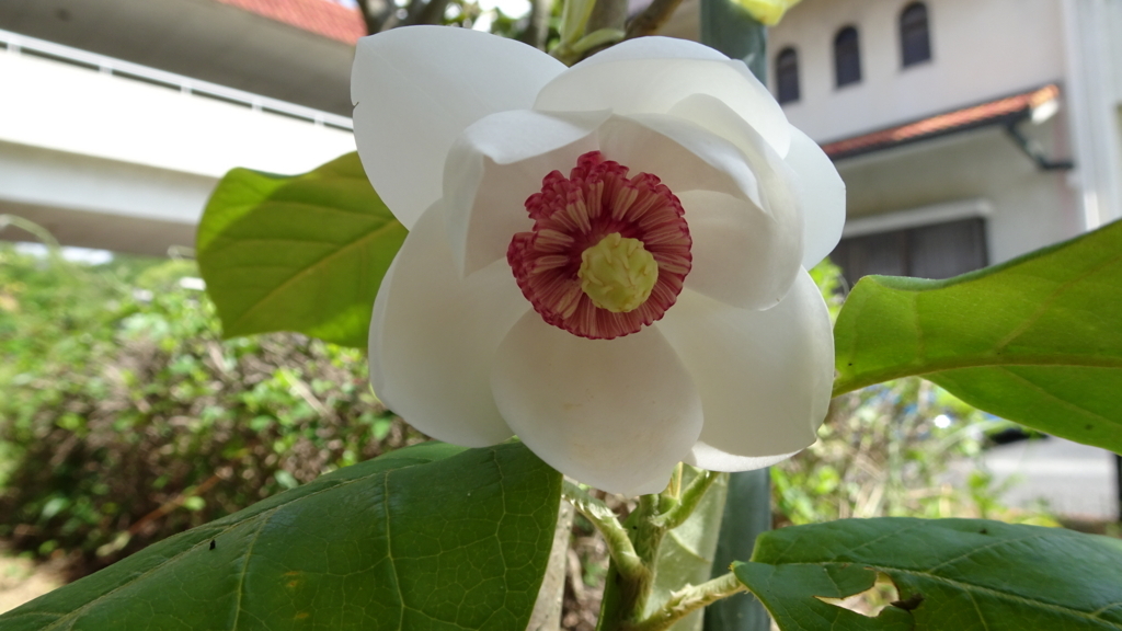 f:id:dmsasada:20180525115541j:plain f:id:dmsasada:20180525115541j:plain