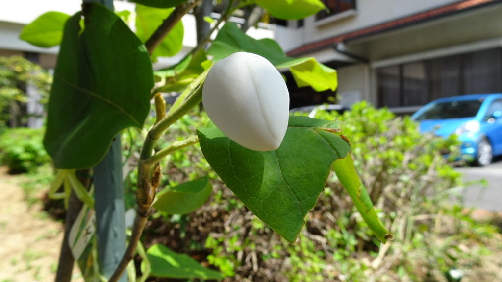 f:id:dmsasada:20180527095339j:plain f:id:dmsasada:20180527095339j:plain