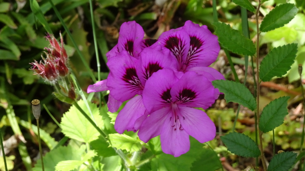 f:id:dmsasada:20180531104142j:plain f:id:dmsasada:20180531104142j:plain