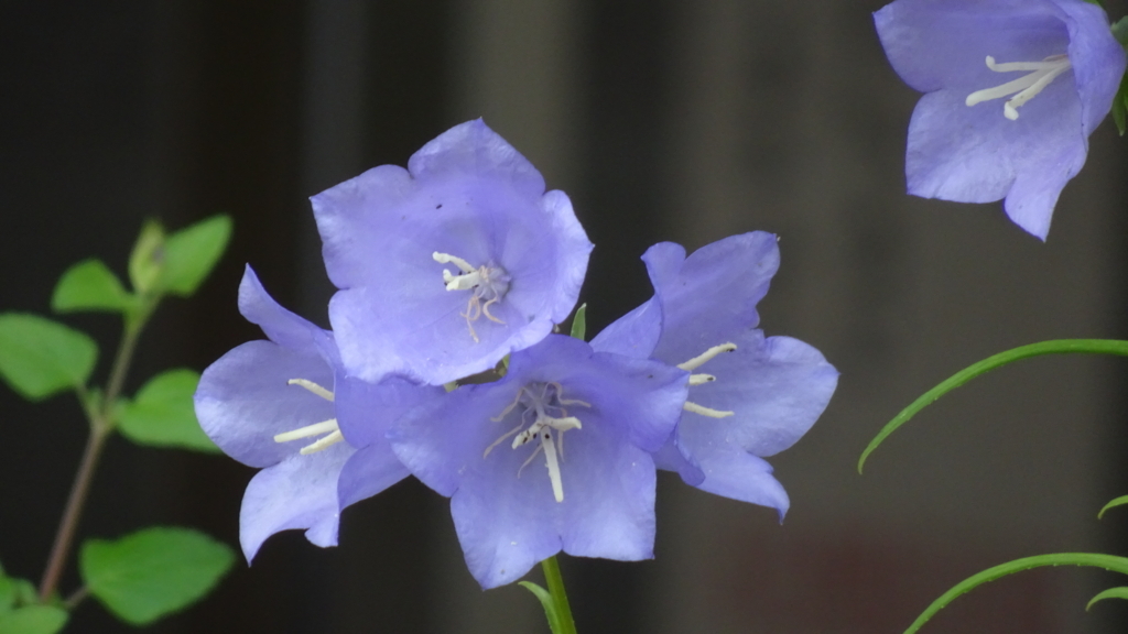 f:id:dmsasada:20180603102852j:plain f:id:dmsasada:20180603102852j:plain