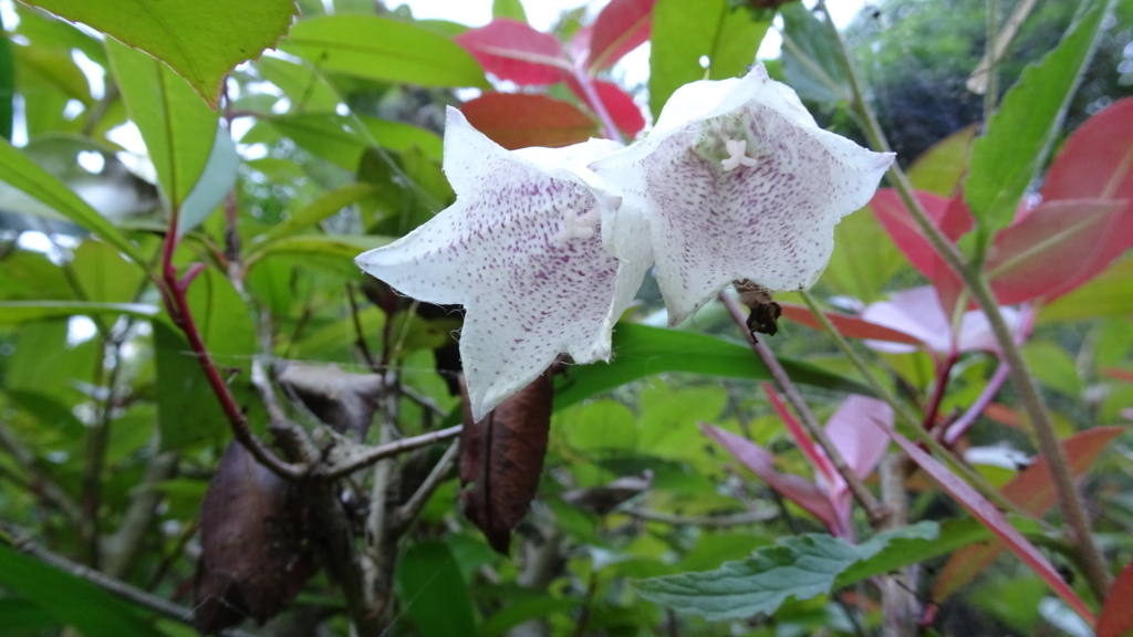 f:id:dmsasada:20180615102906j:plain f:id:dmsasada:20180615102906j:plain