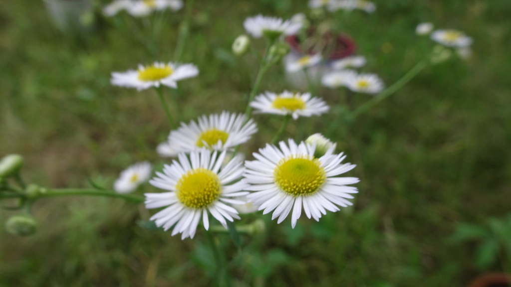 f:id:dmsasada:20180617093659j:plain f:id:dmsasada:20180617093659j:plain