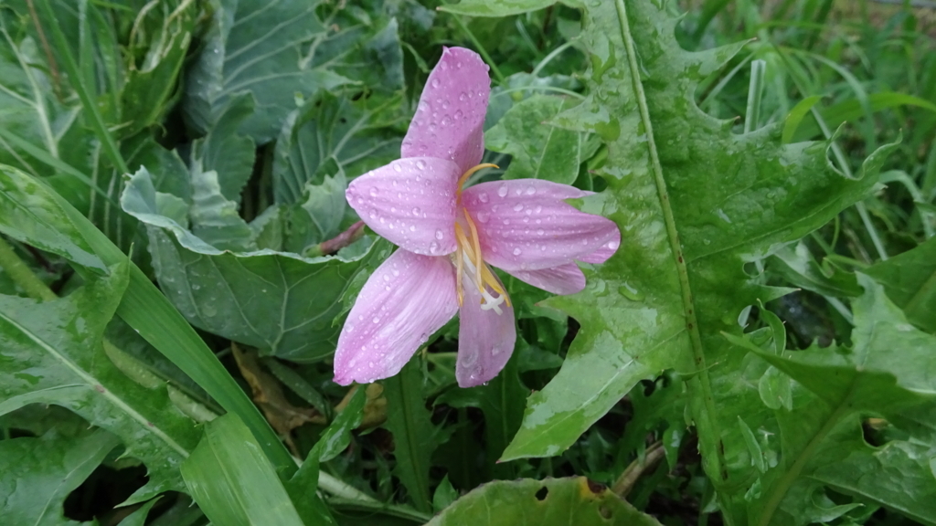 f:id:dmsasada:20180709232339j:plain f:id:dmsasada:20180709232339j:plain