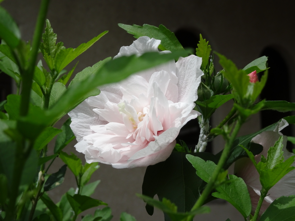 f:id:dmsasada:20180724120712j:plain f:id:dmsasada:20180724120712j:plain