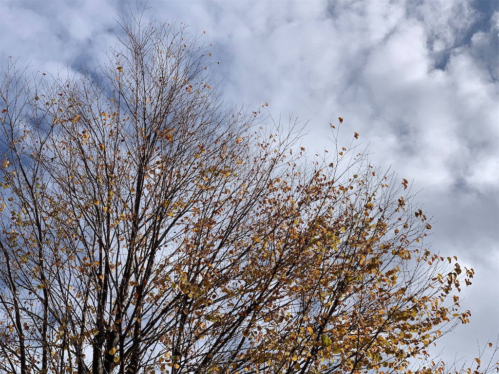 f:id:dnatsume:20201101183608j:image